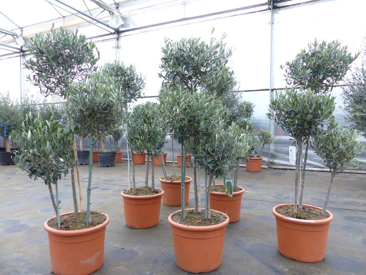 Olivenbaum Pon Pon 150-165-cm Hochstamm, beste Qualität, winterhart