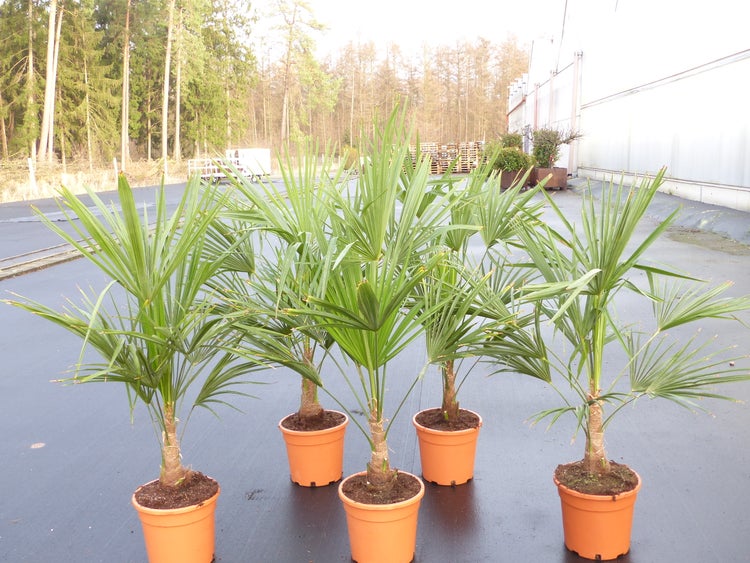 Fünf Hanfpalmen (Trachycarpus fortunei) in orangefarbenen Pflanztöpfen, geeignet für den Außenbereich.