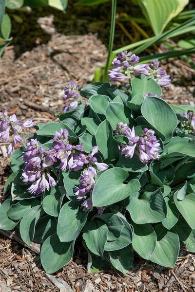 Hosta tokudama 'Blue Mouse Ears', Blaublatt-Funkie, ca. 11x11 cm Topf