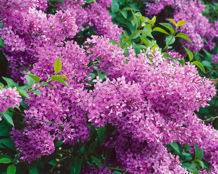 Syringa chinensis 'Saugeana', Chinesischer Flieder, purpurrot, 60–100 cm