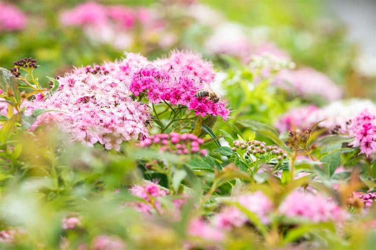 Nahaufnahme von rosa Spiraea-Blüten mit einer Biene