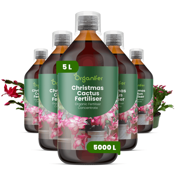 Organifer Weihnachtskaktus Dünger Konzentrat, 5 Flaschen zu je 5 Liter, für bis zu 5000 Liter Düngerlösung.