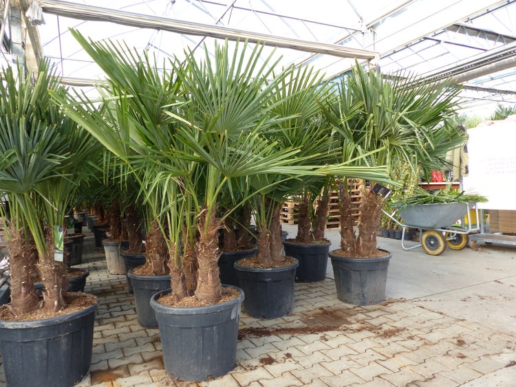 Trachycarpus Fortunei Gruppe mehrstämmig Palme, winterhart 180 - 200 cm Palmengruppe