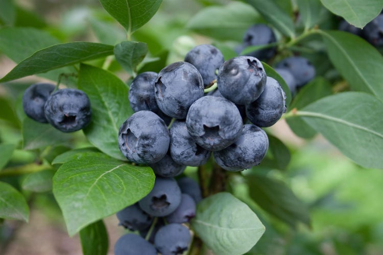 Vaccinium corymbosum 'Sierra', Heidelbeere, 25–30 cm, ertragreich
