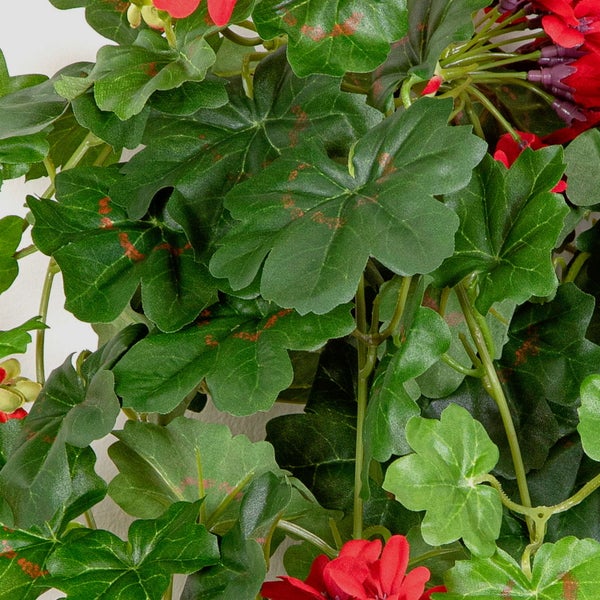 Nahaufnahme einer Orchidee mit dunkelgrünen Blättern, Stielen und Luftwurzeln in einem Moos-Substrat.