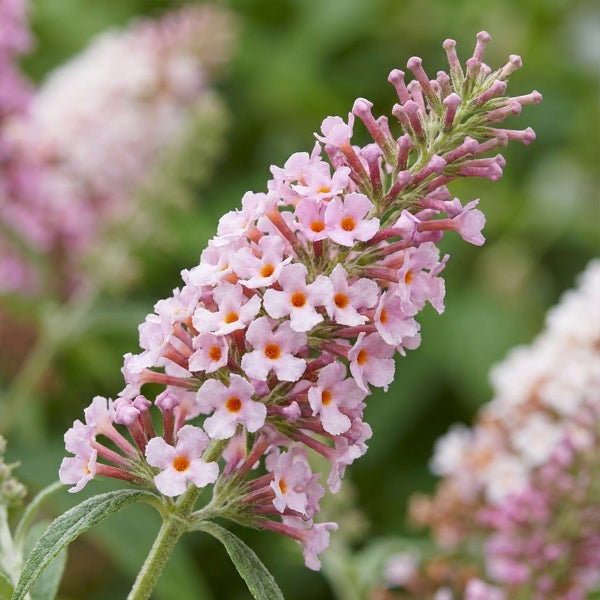 Nahaufnahme eines Sommerflieders mit vielen kleinen rosafarbenen Blüten und orangefarbener Mitte.