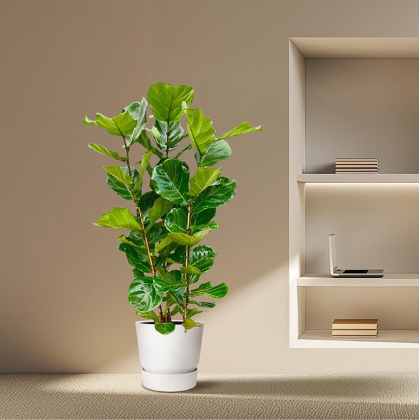 Ficus lyrata in weißem Blumentopf vor einem Bücherregal