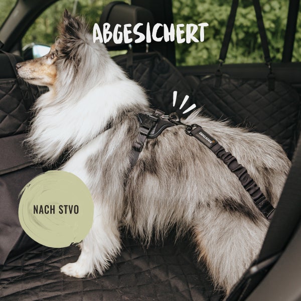 Hund mit Sicherheitsgurt im Auto