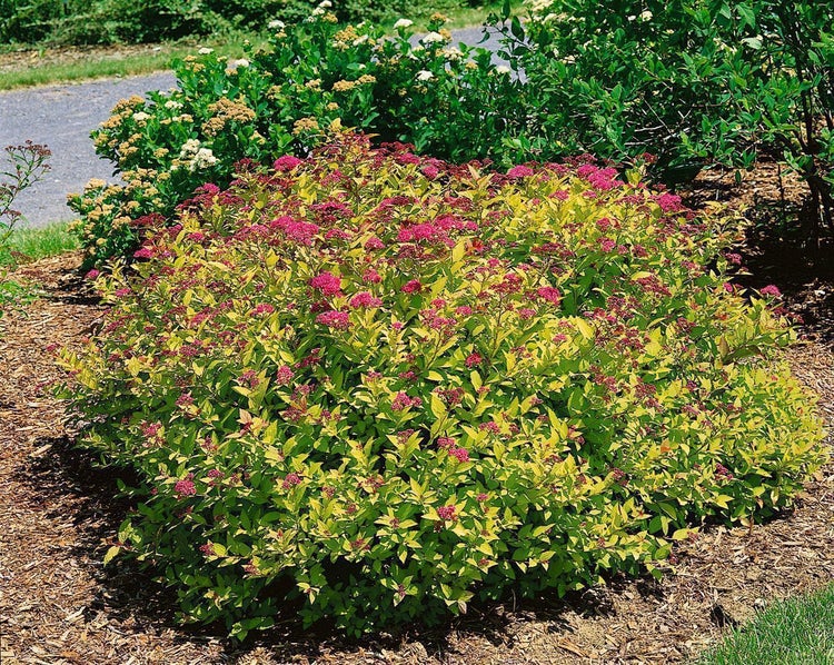 Spiraea japonica 'Magic Carpet', Japanische Spiere, 25–30 cm, buntlaubig