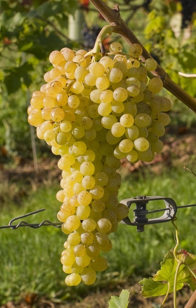 Eine große, reife Weintraube hängt an einem Weinstock in einem Weinberg, fixiert an einem Draht mit einer metallischen Rankhilfe.
