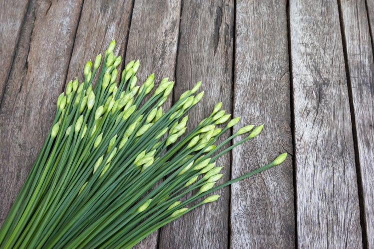 SAFLAX Garden to go - BIO - Schnitt - Knoblauch - Allium tuberosum - 100 Samen - Mit Topf, Klima - Deckel und Anzuchtsubstrat