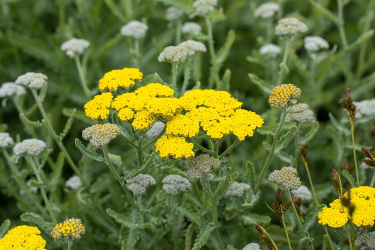Achillea clypeolata 'Moonshine', Schafgarbe, leuchtend gelb, ca. 9x9 cm Topf