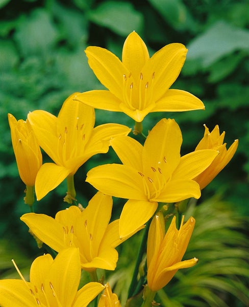Hemerocallis lilioasphodelus, Taglilie, gelb, ca. 11x11 cm Topf