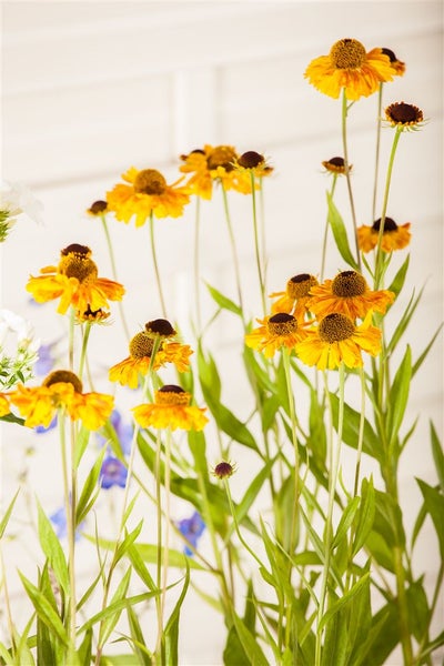 Helenium x cult. 'Wyndley', Sonnenbraut, gelb-orange, ca. 11x11 cm Topf