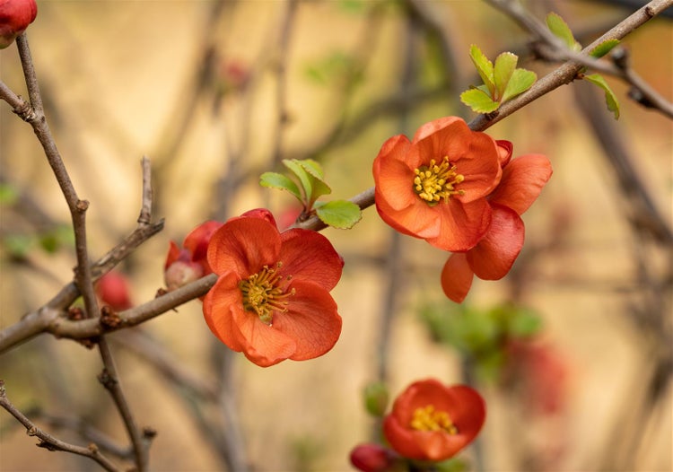 Chaenomeles japonica 'Cido', Zierquitte, gelb, 40–60 cm