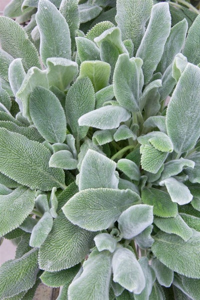 Stachys byzantina 'Silver Carpet', Wollziest, silbrig, ca. 9x9 cm Topf