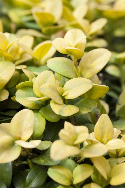Ilex crenata 'Glorie Gem', Japanische Stechpalme, immergrün, 30–40 cm