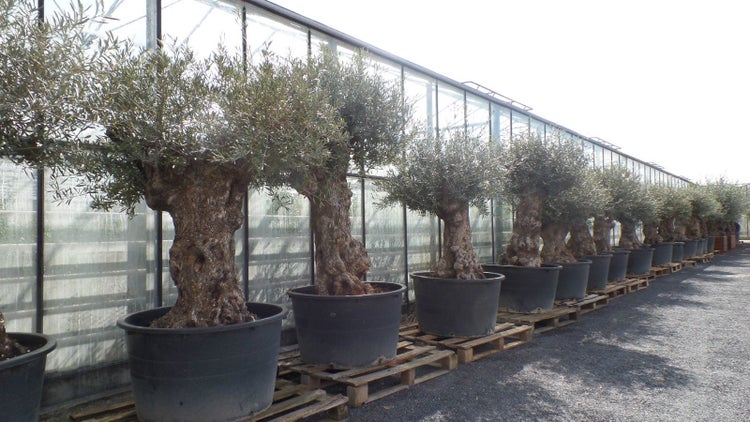 uriger, alter Olivenbaum, knorrige Olive 100 Jahre, winterhart