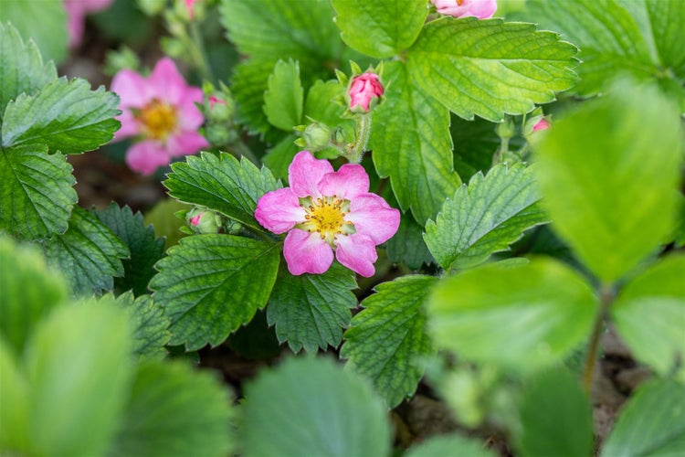 Erdbeerpflanze mit rosa Blüten und grünen Blättern.