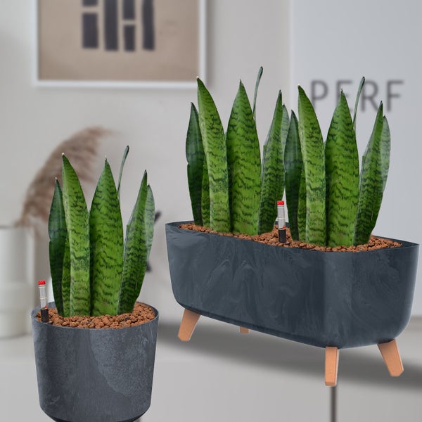 Zwei Sansevieria Pflanzen in grauen Pflanzgefäßen mit Feuchtigkeitsmesser