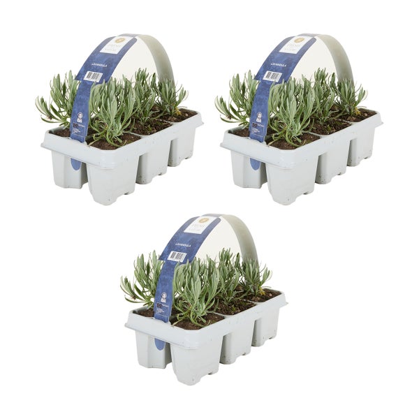 Drei Sets mit jeweils sechs Lavendelpflanzen Lavandula in grauen Kunststofftrays mit blauem Tragegriff.