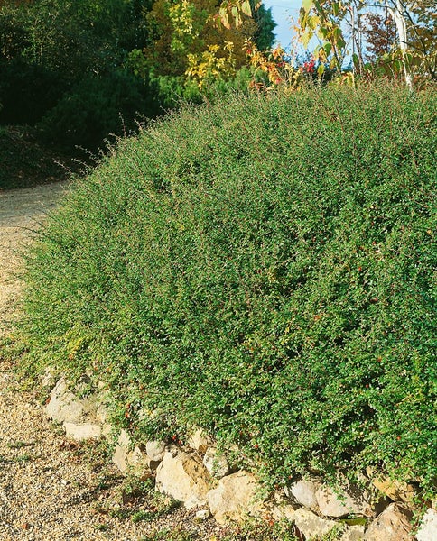 Cotoneaster radicans 'Eichholz', Kriechmispel, immergrün, ca. 9x9 cm Topf