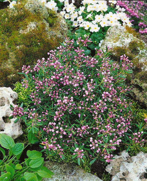 Andromeda polifolia 'Nikko', Lavendelheide, immergrün, 30–40 cm