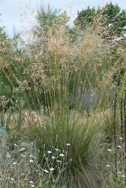 Deschampsia cespitosa, Rasen-Schmiele, ca. 9x9 cm Topf