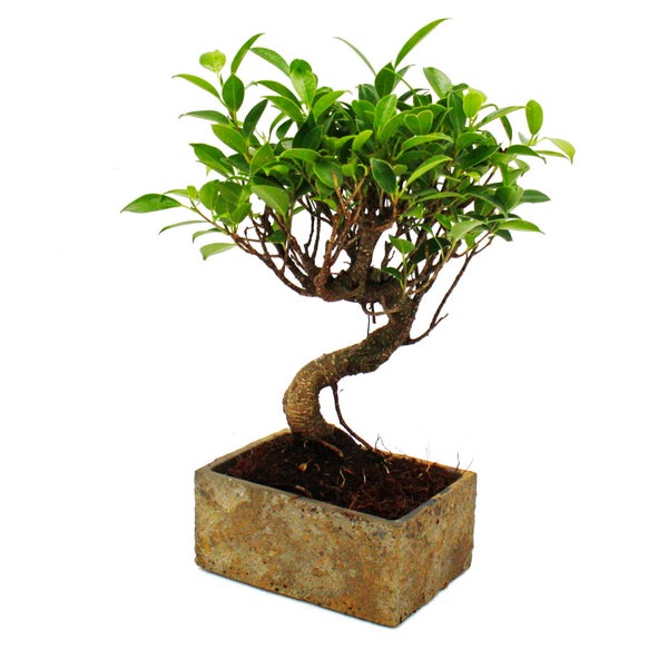 Bonsai fürs Zimmer - in moderner Trendkeramik - Zimmerbonsai Ficus - 6 Jahre alt - Steinoptik