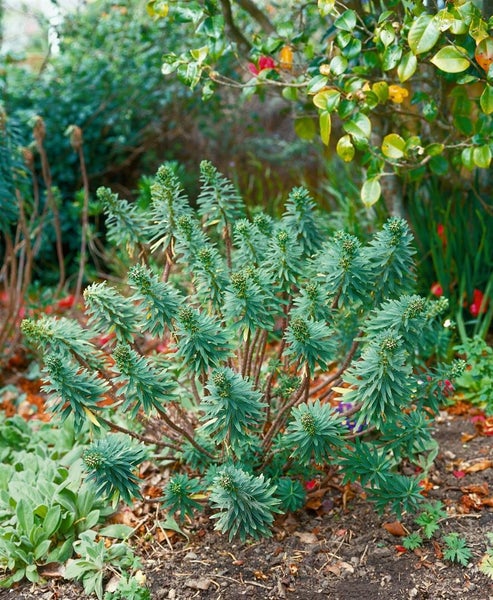 Euphorbia characias char.'Humpty Dumpty', Wolfsmilch, ca. 11x11 cm Topf