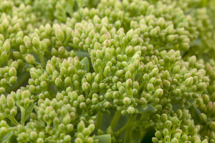 Sedum telephium 'Herbstfreude', Fetthenne, rosa Blüten, ca. 9x9 cm Topf