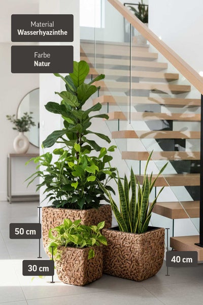 Set aus drei quadratischen Pflanzkübeln aus geflochtener Wasserhyazinthe in Natur in den Höhen 30, 40 und 50 Zentimeter mit Zimmerpflanzen.