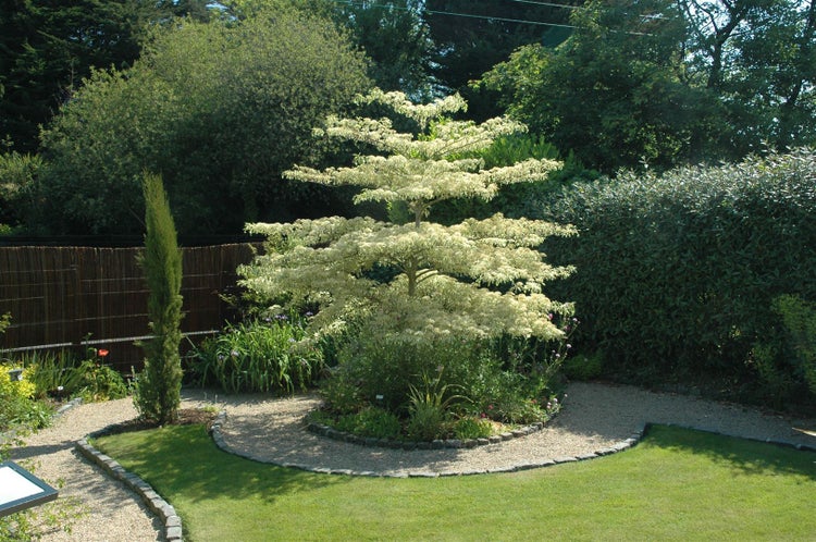 Cornus controversa 'Variegata', Etagen-Hartriegel, grün-weiß, 80–100 cm