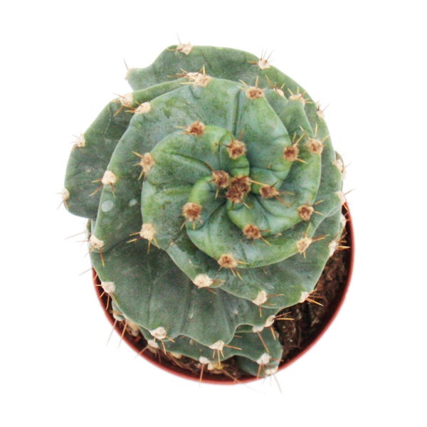 Cereus jamacaru Spiralis  - Spiralkaktus - im 11cm Topf