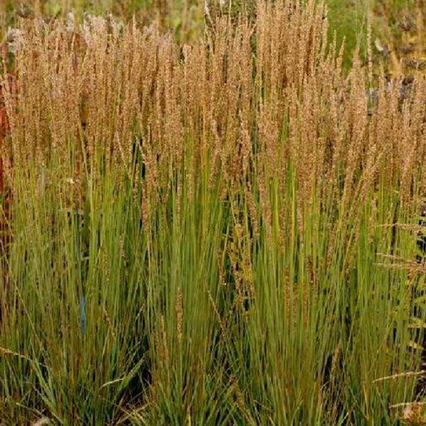 Dekorative Grasnelken im Gartenbeet
