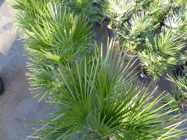 Palme120-130 cm Zwergpalme Chamaerops Humilis, winterhart bis -12°C
