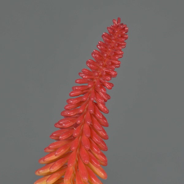 Nahaufnahme einer roten Fackellilie Kniphofia mit vielen kleinen röhrenförmigen Blüten.