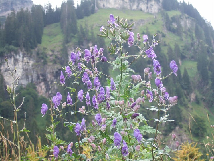 Aconitum napellus, Eisenhut, tiefblau, ca. 11x11 cm Topf