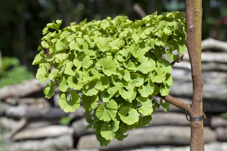 Ginkgo biloba 'Mariken', Fächerblattbaum, 30–40 cm