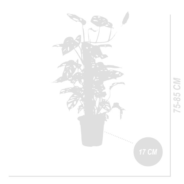 Bloomique - 2er-Set - Monstera Adansonii mit Moosstab - Affenblatt - Zimmerpflanzen - Luftreinigend - Pflegeleicht - 70-80 cm hoch - Topf 17 cm