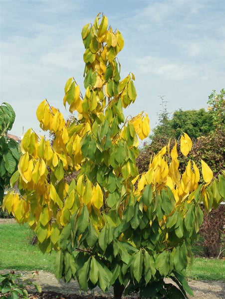 Asimina triloba, Indianerbanane, 40–60 cm
