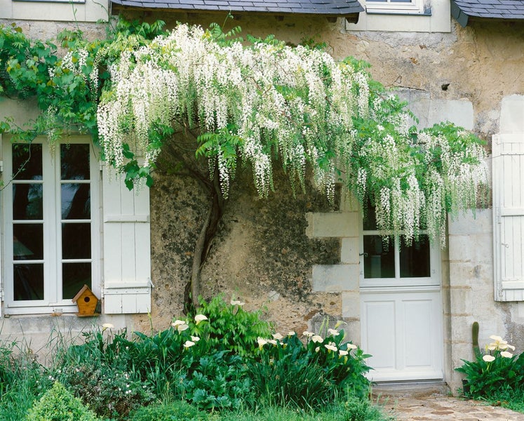 Wisteria floribunda, Japanische Blauregen, 40–60 cm, duftend