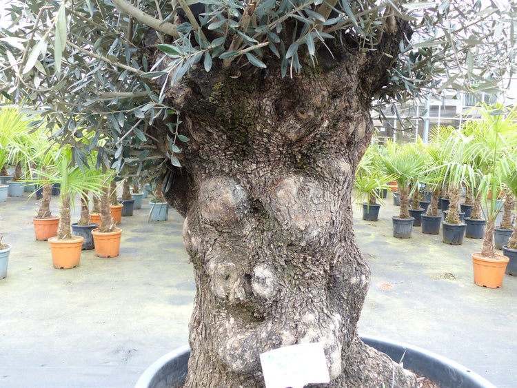 genau diesen Baum Nr. 5/C, 250 cm, Olivenbaum, knorrige alte urige Olive winterhart