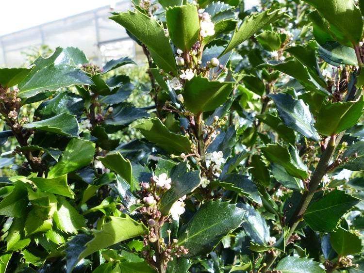 Nahaufnahme einer blühenden Stechpalme mit glänzenden Blättern und kleinen weißen Blüten.