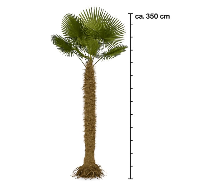 PALME TRACHYCARPUS FORTUNEI HÖHE 350CM Winterhärte: bis –19 °C (WHZ 7)