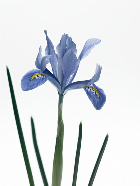 Iris Blumenzwiebel mit blauen Blütenblättern