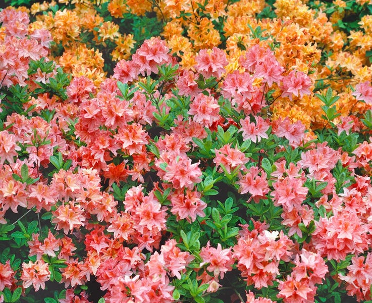 Rhododendron viscosum, Sumpf-Rhododendron, weiß, 50–60 cm