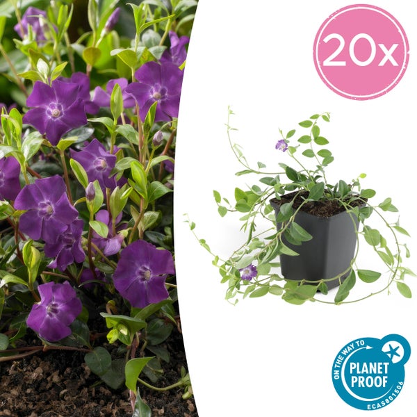 Bodendecker - Kleines Immergrün - Vinca minor 'Atropurpurea' - 9cm Topf - Set mit 20 Pflanzen