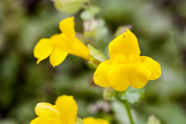 Mimulus luteus, Gelbe Gauklerblume, ca. 9x9 cm Topf