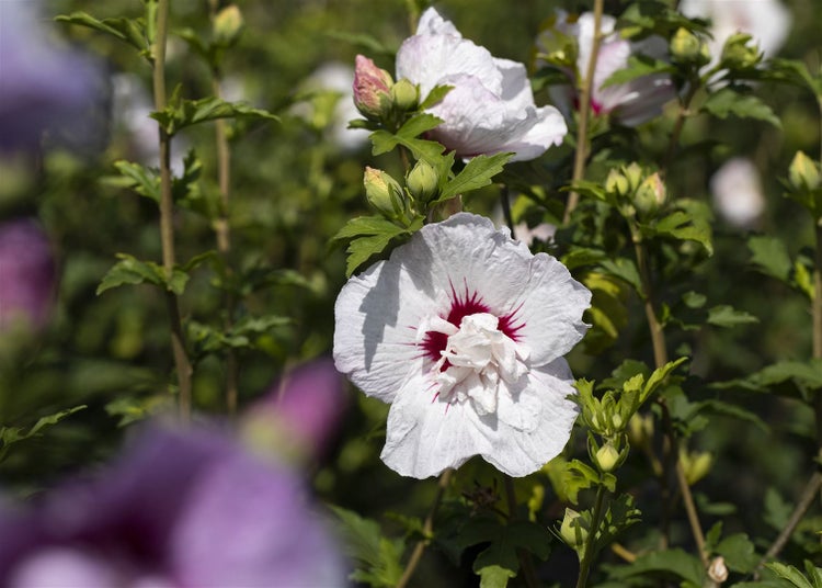 Hibiscus syriacus 'China Chiffon', Roseneibisch, weiß-rosa, 40–60 cm